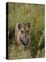 Indian Tiger, Bandhavgarh National Park, Madhya Pradesh State, India-Thorsten Milse-Stretched Canvas