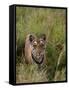 Indian Tiger, Bandhavgarh National Park, Madhya Pradesh State, India-Thorsten Milse-Framed Stretched Canvas