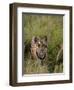 Indian Tiger, Bandhavgarh National Park, Madhya Pradesh State, India-Thorsten Milse-Framed Photographic Print