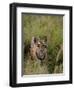 Indian Tiger, Bandhavgarh National Park, Madhya Pradesh State, India-Thorsten Milse-Framed Photographic Print