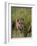 Indian Tiger, Bandhavgarh National Park, Madhya Pradesh State, India-Thorsten Milse-Framed Photographic Print