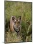 Indian Tiger, Bandhavgarh National Park, Madhya Pradesh State, India-Thorsten Milse-Mounted Photographic Print