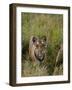 Indian Tiger, Bandhavgarh National Park, Madhya Pradesh State, India-Thorsten Milse-Framed Photographic Print