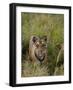 Indian Tiger, Bandhavgarh National Park, Madhya Pradesh State, India-Thorsten Milse-Framed Photographic Print
