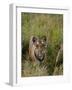 Indian Tiger, Bandhavgarh National Park, Madhya Pradesh State, India-Thorsten Milse-Framed Photographic Print