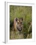 Indian Tiger, Bandhavgarh National Park, Madhya Pradesh State, India-Thorsten Milse-Framed Photographic Print