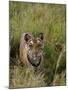 Indian Tiger, Bandhavgarh National Park, Madhya Pradesh State, India-Thorsten Milse-Mounted Photographic Print