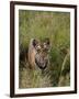 Indian Tiger, Bandhavgarh National Park, Madhya Pradesh State, India-Thorsten Milse-Framed Photographic Print