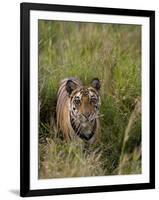 Indian Tiger, Bandhavgarh National Park, Madhya Pradesh State, India-Thorsten Milse-Framed Photographic Print