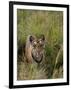 Indian Tiger, Bandhavgarh National Park, Madhya Pradesh State, India-Thorsten Milse-Framed Photographic Print