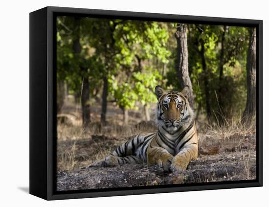 Indian Tiger, Bandhavgarh National Park, Madhya Pradesh State, India-Milse Thorsten-Framed Stretched Canvas