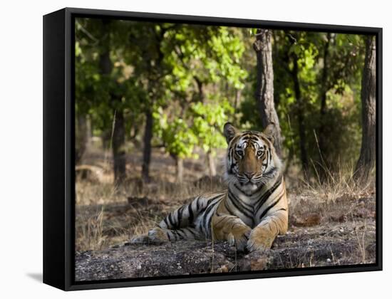 Indian Tiger, Bandhavgarh National Park, Madhya Pradesh State, India-Milse Thorsten-Framed Stretched Canvas