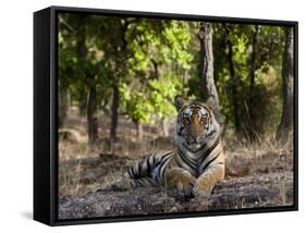 Indian Tiger, Bandhavgarh National Park, Madhya Pradesh State, India-Milse Thorsten-Framed Stretched Canvas