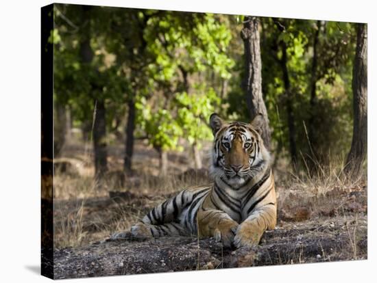 Indian Tiger, Bandhavgarh National Park, Madhya Pradesh State, India-Milse Thorsten-Stretched Canvas