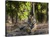 Indian Tiger, Bandhavgarh National Park, Madhya Pradesh State, India-Milse Thorsten-Stretched Canvas