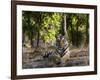 Indian Tiger, Bandhavgarh National Park, Madhya Pradesh State, India-Milse Thorsten-Framed Premium Photographic Print