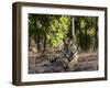 Indian Tiger, Bandhavgarh National Park, Madhya Pradesh State, India-Milse Thorsten-Framed Photographic Print