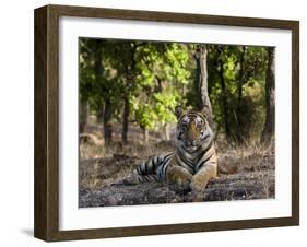 Indian Tiger, Bandhavgarh National Park, Madhya Pradesh State, India-Milse Thorsten-Framed Photographic Print