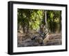 Indian Tiger, Bandhavgarh National Park, Madhya Pradesh State, India-Milse Thorsten-Framed Photographic Print