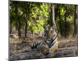 Indian Tiger, Bandhavgarh National Park, Madhya Pradesh State, India-Milse Thorsten-Mounted Photographic Print