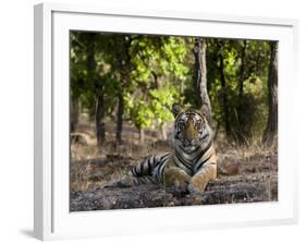 Indian Tiger, Bandhavgarh National Park, Madhya Pradesh State, India-Milse Thorsten-Framed Photographic Print