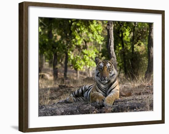 Indian Tiger, Bandhavgarh National Park, Madhya Pradesh State, India-Milse Thorsten-Framed Photographic Print