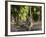 Indian Tiger, Bandhavgarh National Park, Madhya Pradesh State, India-Milse Thorsten-Framed Photographic Print