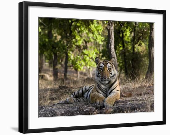 Indian Tiger, Bandhavgarh National Park, Madhya Pradesh State, India-Milse Thorsten-Framed Photographic Print