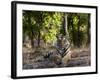 Indian Tiger, Bandhavgarh National Park, Madhya Pradesh State, India-Milse Thorsten-Framed Photographic Print