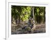 Indian Tiger, Bandhavgarh National Park, Madhya Pradesh State, India-Milse Thorsten-Framed Photographic Print