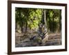 Indian Tiger, Bandhavgarh National Park, Madhya Pradesh State, India-Milse Thorsten-Framed Photographic Print