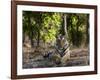 Indian Tiger, Bandhavgarh National Park, Madhya Pradesh State, India-Milse Thorsten-Framed Photographic Print