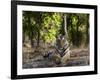 Indian Tiger, Bandhavgarh National Park, Madhya Pradesh State, India-Milse Thorsten-Framed Photographic Print