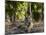 Indian Tiger, Bandhavgarh National Park, Madhya Pradesh State, India-Milse Thorsten-Mounted Photographic Print