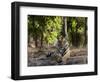 Indian Tiger, Bandhavgarh National Park, Madhya Pradesh State, India-Milse Thorsten-Framed Photographic Print