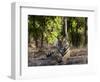 Indian Tiger, Bandhavgarh National Park, Madhya Pradesh State, India-Milse Thorsten-Framed Photographic Print