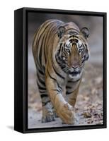 Indian Tiger, Bandhavgarh Tiger Reserve, Madhya Pradesh State, India-Milse Thorsten-Framed Stretched Canvas