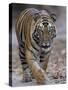 Indian Tiger, Bandhavgarh Tiger Reserve, Madhya Pradesh State, India-Milse Thorsten-Stretched Canvas