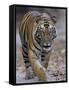 Indian Tiger, Bandhavgarh Tiger Reserve, Madhya Pradesh State, India-Milse Thorsten-Framed Stretched Canvas
