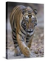 Indian Tiger, Bandhavgarh Tiger Reserve, Madhya Pradesh State, India-Milse Thorsten-Stretched Canvas