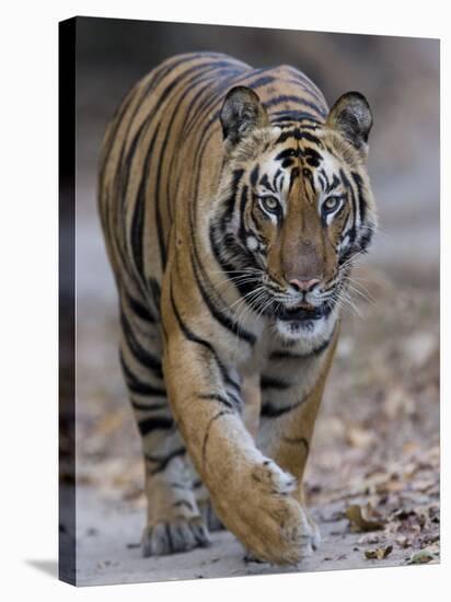 Indian Tiger, Bandhavgarh Tiger Reserve, Madhya Pradesh State, India-Milse Thorsten-Stretched Canvas