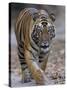 Indian Tiger, Bandhavgarh Tiger Reserve, Madhya Pradesh State, India-Milse Thorsten-Stretched Canvas