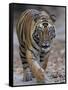 Indian Tiger, Bandhavgarh Tiger Reserve, Madhya Pradesh State, India-Milse Thorsten-Framed Stretched Canvas