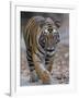 Indian Tiger, Bandhavgarh Tiger Reserve, Madhya Pradesh State, India-Milse Thorsten-Framed Premium Photographic Print