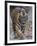 Indian Tiger, Bandhavgarh Tiger Reserve, Madhya Pradesh State, India-Milse Thorsten-Framed Premium Photographic Print