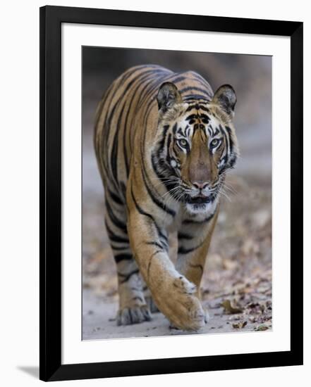 Indian Tiger, Bandhavgarh Tiger Reserve, Madhya Pradesh State, India-Milse Thorsten-Framed Premium Photographic Print