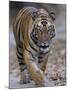 Indian Tiger, Bandhavgarh Tiger Reserve, Madhya Pradesh State, India-Milse Thorsten-Mounted Premium Photographic Print
