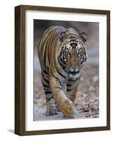 Indian Tiger, Bandhavgarh Tiger Reserve, Madhya Pradesh State, India-Milse Thorsten-Framed Photographic Print