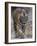 Indian Tiger, Bandhavgarh Tiger Reserve, Madhya Pradesh State, India-Milse Thorsten-Framed Photographic Print