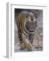 Indian Tiger, Bandhavgarh Tiger Reserve, Madhya Pradesh State, India-Milse Thorsten-Framed Photographic Print